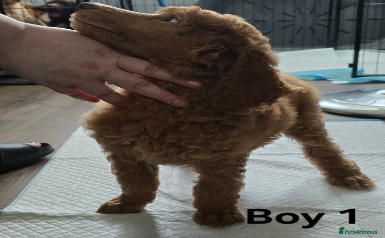 Standard Poodle dogs - Advert 1