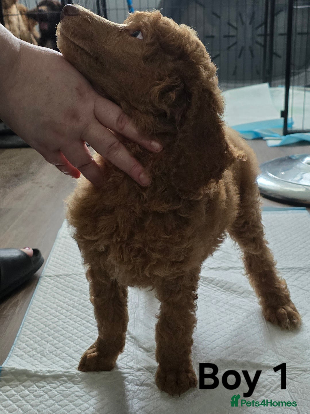 Standard Poodle dogs for sale: Standard Poodle Puppies READY TO LEAVE NOW  - Image 1