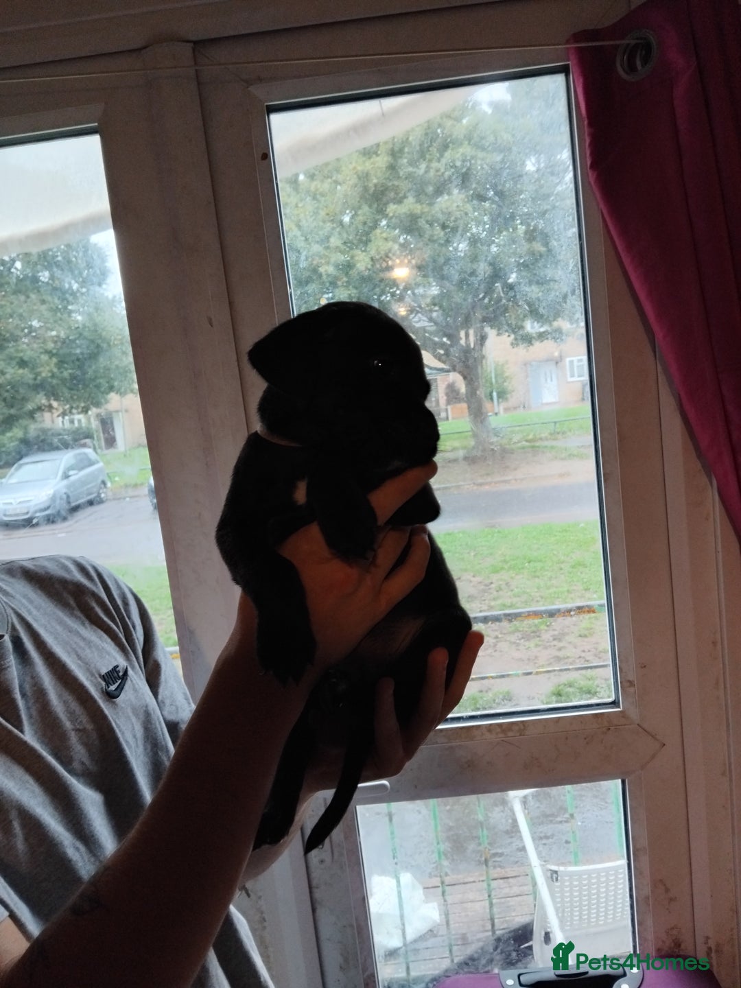 Mixed Breed dogs for sale: Presa canario cross golden labrador - Image 5