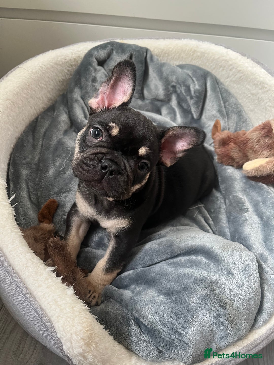 French Bulldog dogs for sale: London’s French Bulldog Puppies 🏴󠁧󠁢󠁥󠁮󠁧󠁿 - Advert 18