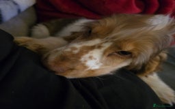 Cocker Spaniel dogs for sale: Kc chocolate roan sable - Image 2