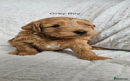 Mini Goldendoodle dogs for sale: Toy Golden Doodles ~ Mini, Loving & Hypoallergenic - Image 21
