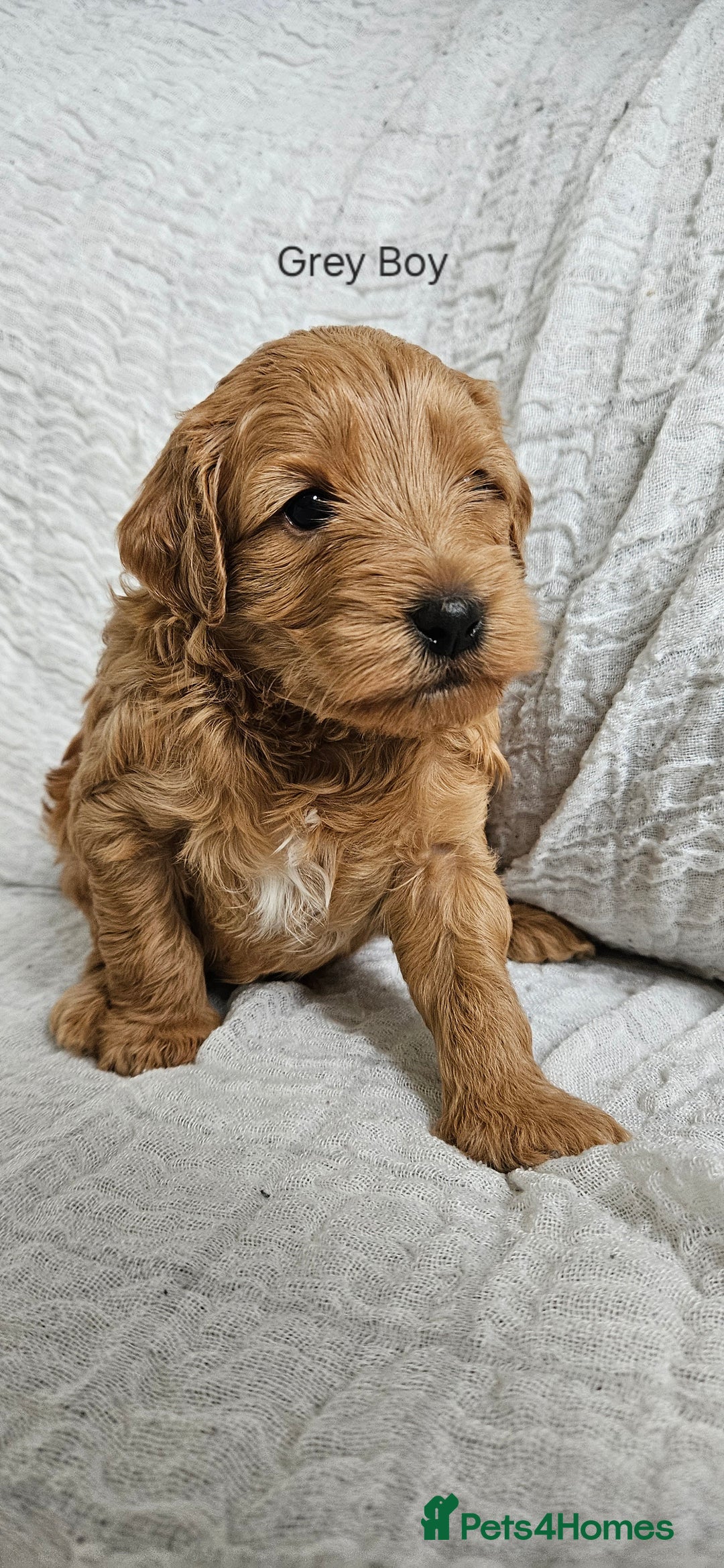 Mini Goldendoodle dogs for sale: Toy Golden Doodles ~ Mini, Loving & Hypoallergenic - Image 21