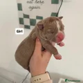 American Bully Puppy 8