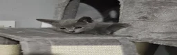 Russian Blue cats for sale: TICA Russian Blue  - Advert 7