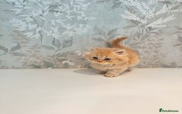 Munchkin cats for sale: 2 tiny legged rug hugger Persian munchkins - Image 16