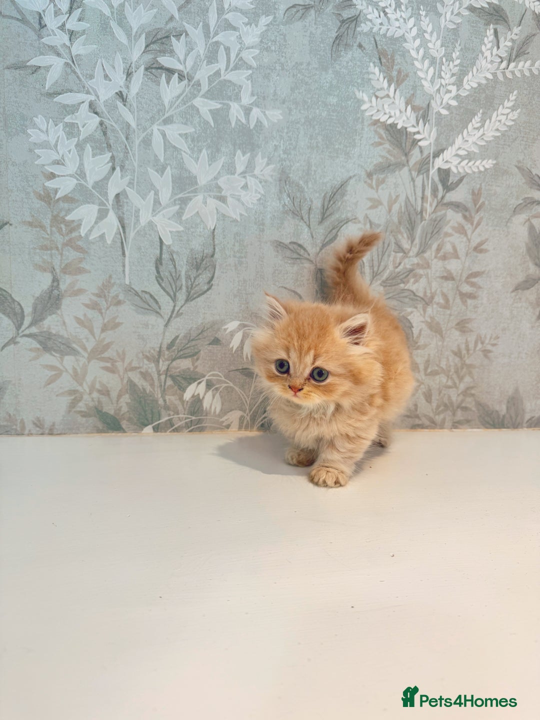 Munchkin cats for sale: 2 tiny legged rug hugger Persian munchkins - Image 16