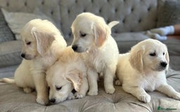 Golden Retriever dogs for sale: Golden retriever puppies - Image 3