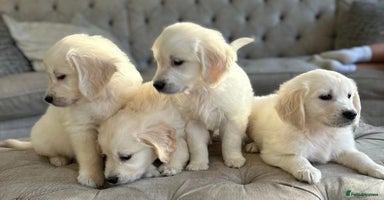 Golden Retriever dogs - Advert 2
