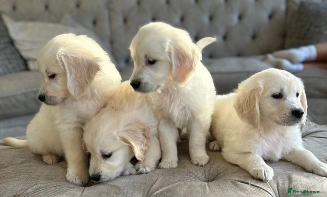 Golden Retriever dogs for sale: Golden retriever puppies - Image 3