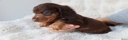 Miniature Dachshund dogs for sale: 4 male long hair miniature daschunds for sale - Advert 7