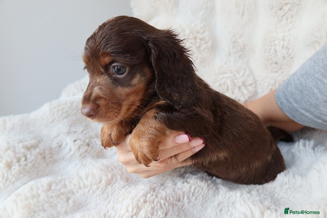 Miniature Dachshund dogs for sale: 4 male long hair miniature daschunds for sale - Advert 7