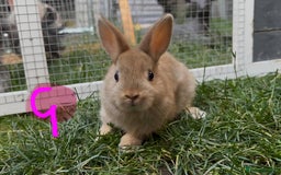 Netherland Dwarf rabbits for sale: Various Netherland Dwarfs available from £20 - Image 21