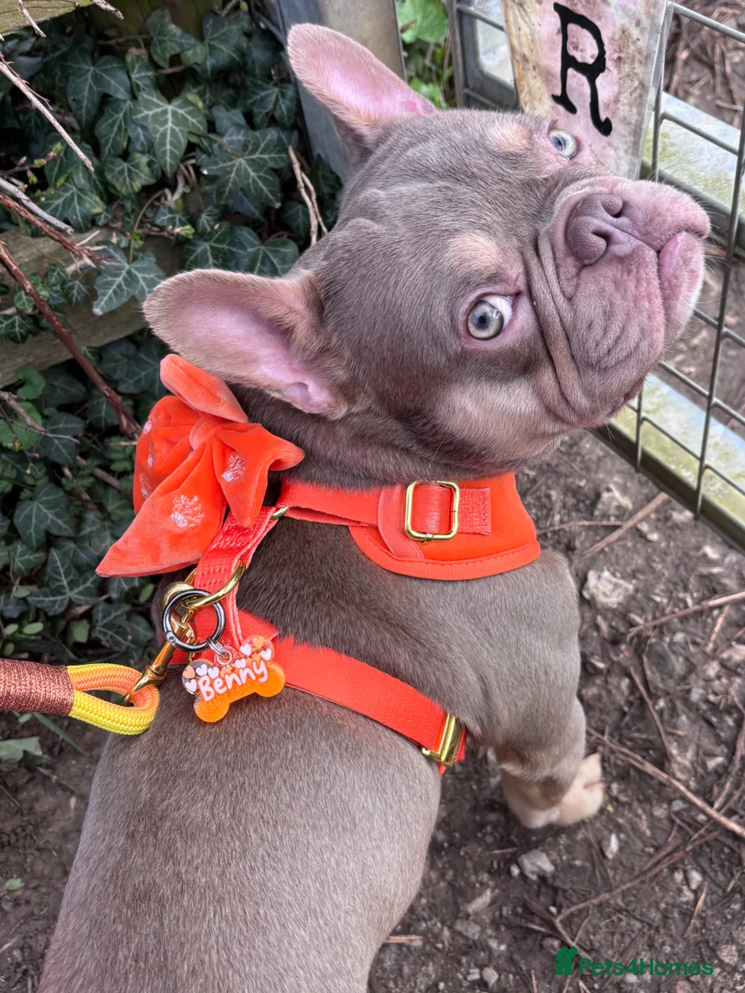 French Bulldog dogs for stud: Isabella & tan carrying fluffy stud  - Advert 7