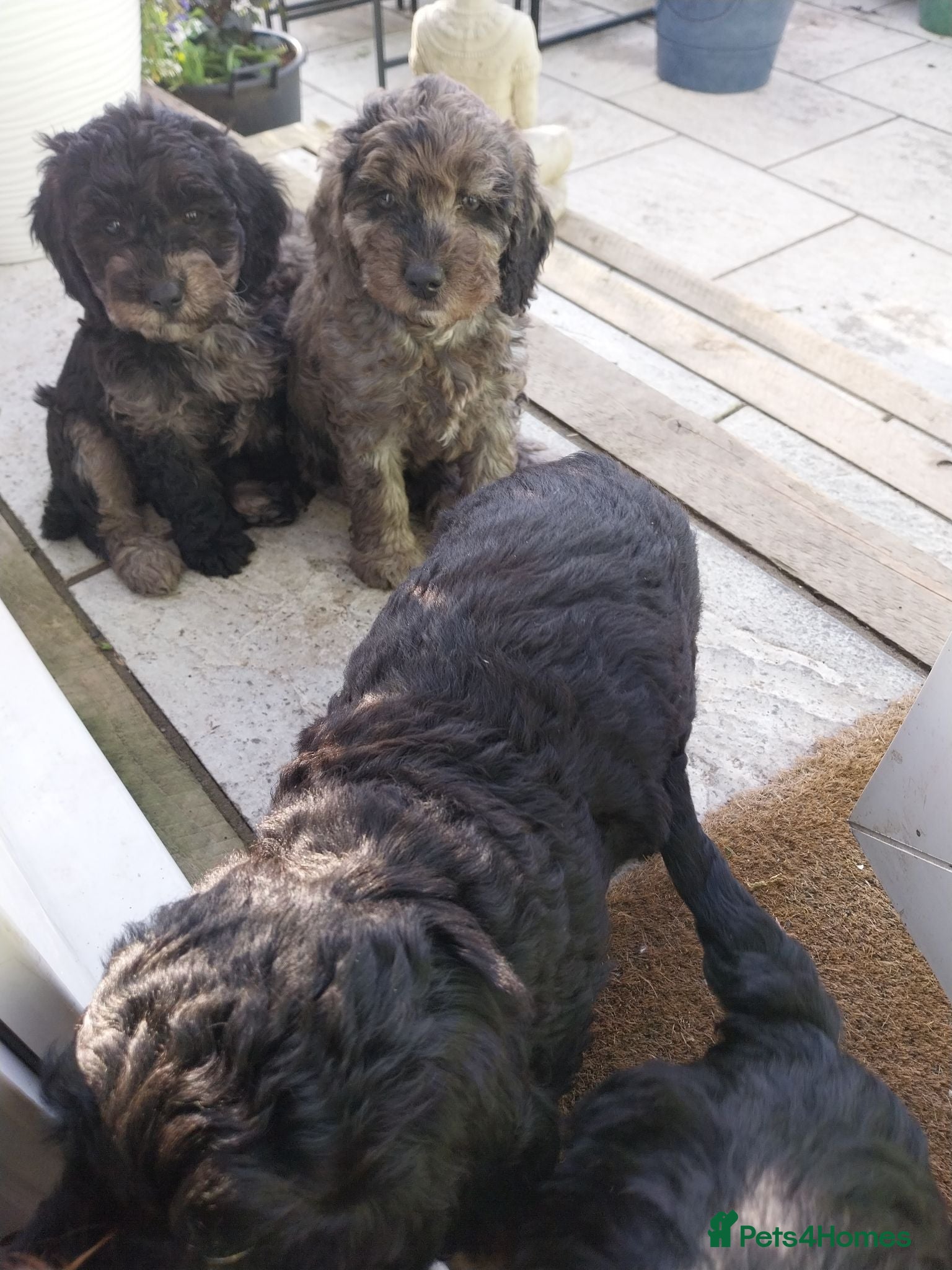 Cockapoo dogs Cockapoo F1b Puppies  - Advert 2