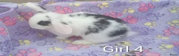 Mini Lion Lop rabbits for sale: Mini lop and mini lion lops - Advert 6