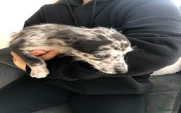 Mixed Breed dogs for sale: Bedlington terrier pups X poodle  - Image 8