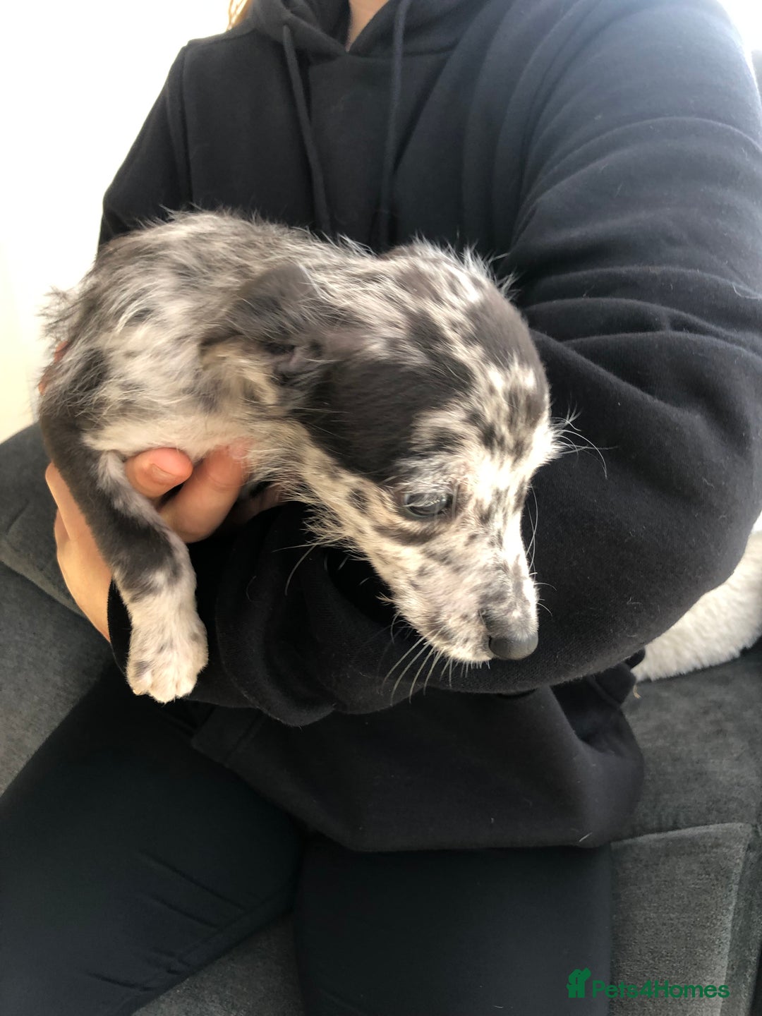 Mixed Breed dogs for sale: Bedlington terrier pups X poodle  - Image 8