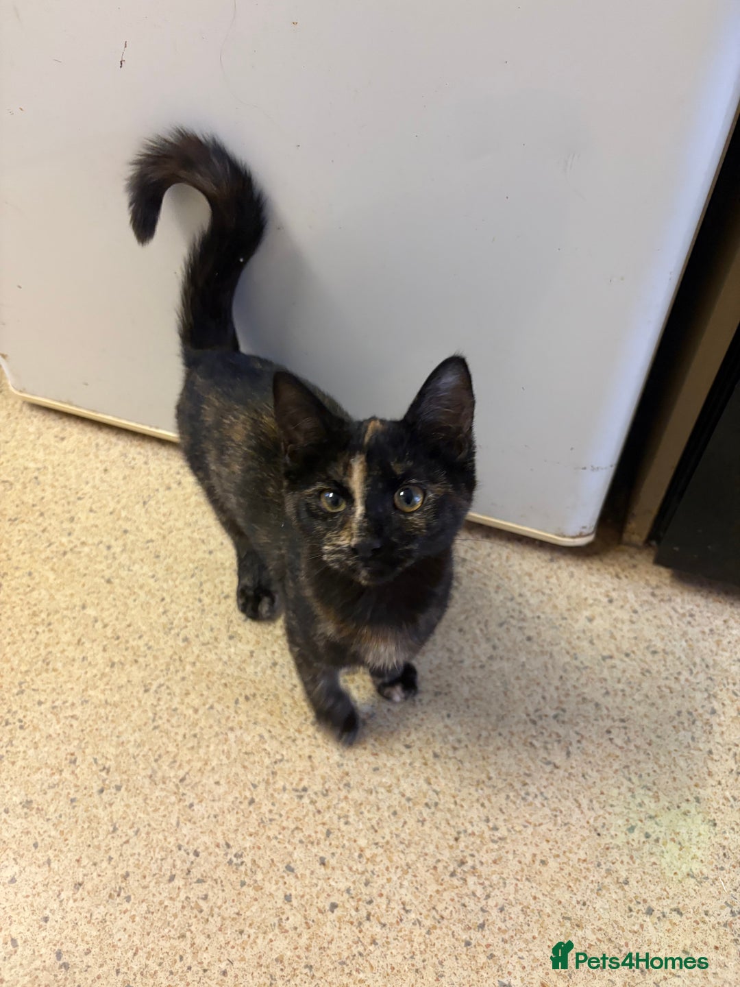 Mixed Breed cats for sale: Kittens for sale - Advert 5