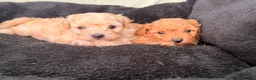 Poochon dogs for sale: Adorable Poochon puppies  - Advert 9
