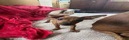 Miniature Pinscher dogs for sale: Stunning KC Miniature Pinscher puppies - Advert 27