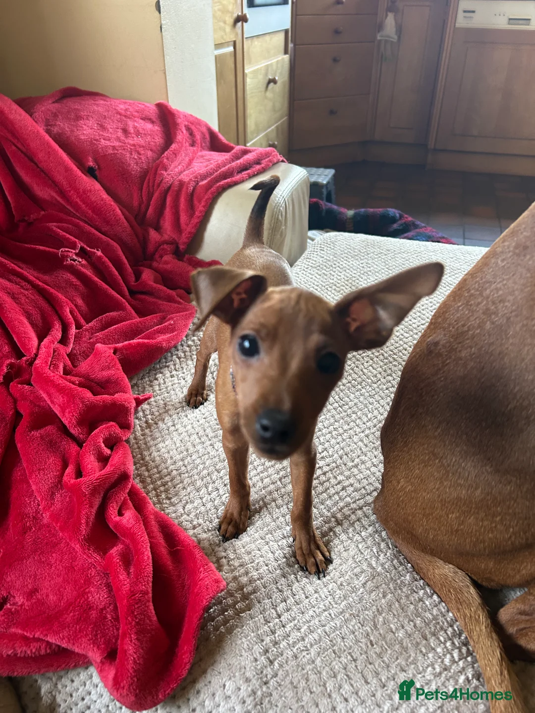 Miniature Pinscher dogs for sale: Stunning KC Miniature Pinscher puppies - Advert 27