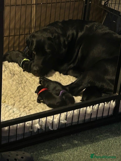 Labrador Retriever dogs Beautiful Black Labrador Puppies - Advert 2