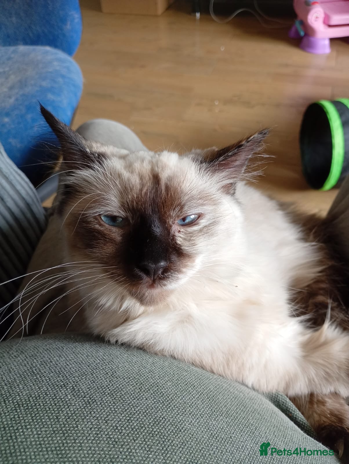 Ragdoll cats Female Ragdoll Kitten 7months  - Advert 3