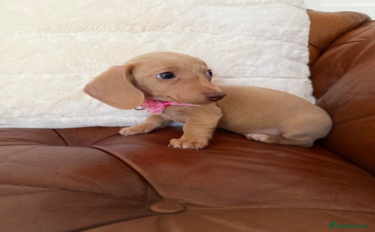 Miniature Dachshund dogs - Advert 14