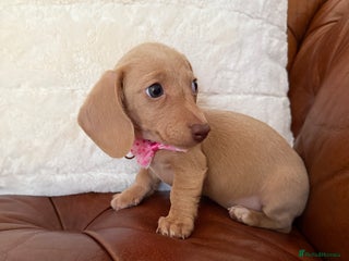 Miniature Dachshund dogs - Advert 9