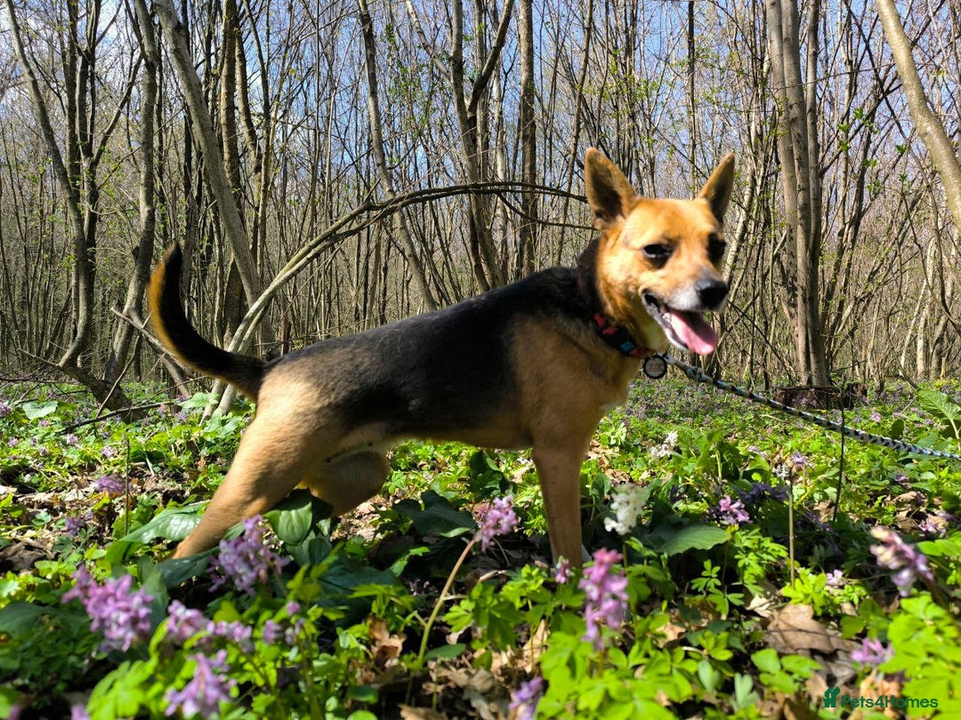 Mixed Breed dogs for adoption: 💖🐶 BARBIE 🐶💖 - Image 5