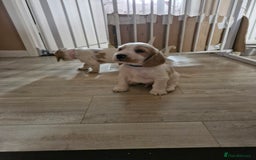 Cocker Spaniel dogs for sale: KC registered Orange Roan Cocker Spaniels - Image 7