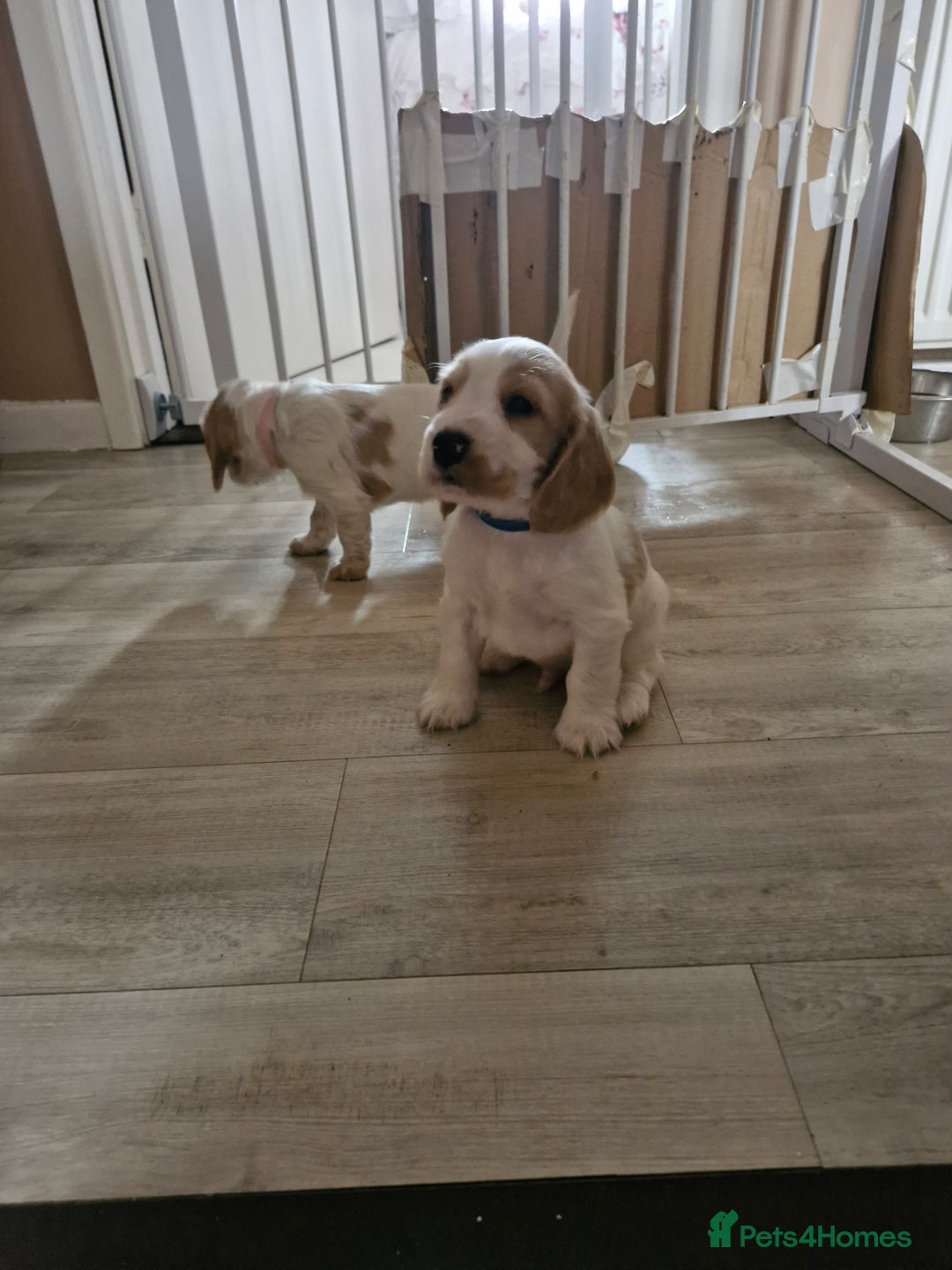 Cocker Spaniel dogs for sale: KC registered Orange Roan Cocker Spaniels - Image 7