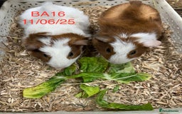 Guinea Pig rodents for sale: Pairs of Male Guinea pigs ready now  - Image 4