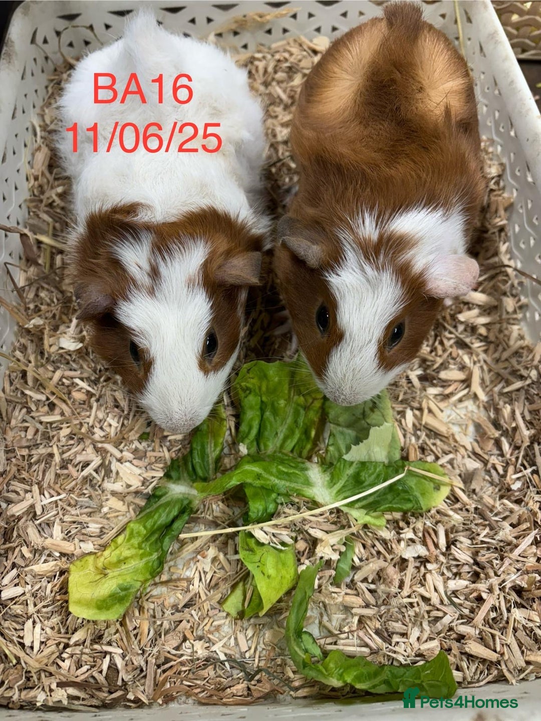 Guinea Pig rodents for sale: Pairs of Male Guinea pigs ready now  - Image 4
