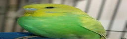Budgerigars birds for sale: Outstanding pet baby budgies priced from £40 - Advert 8