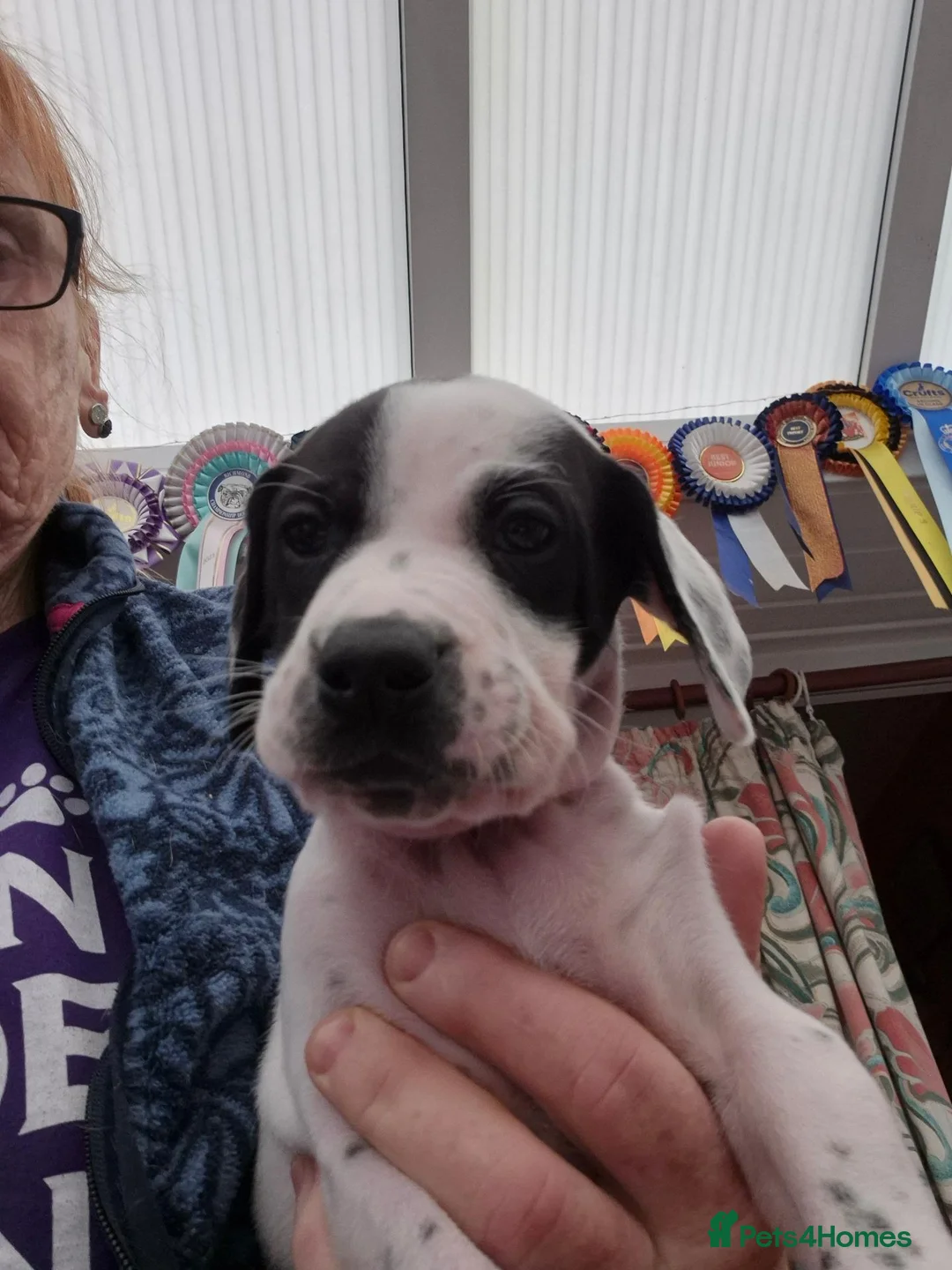 Pointer dogs for sale: 2 orange bitch and 1 black dog pup available - Advert 4