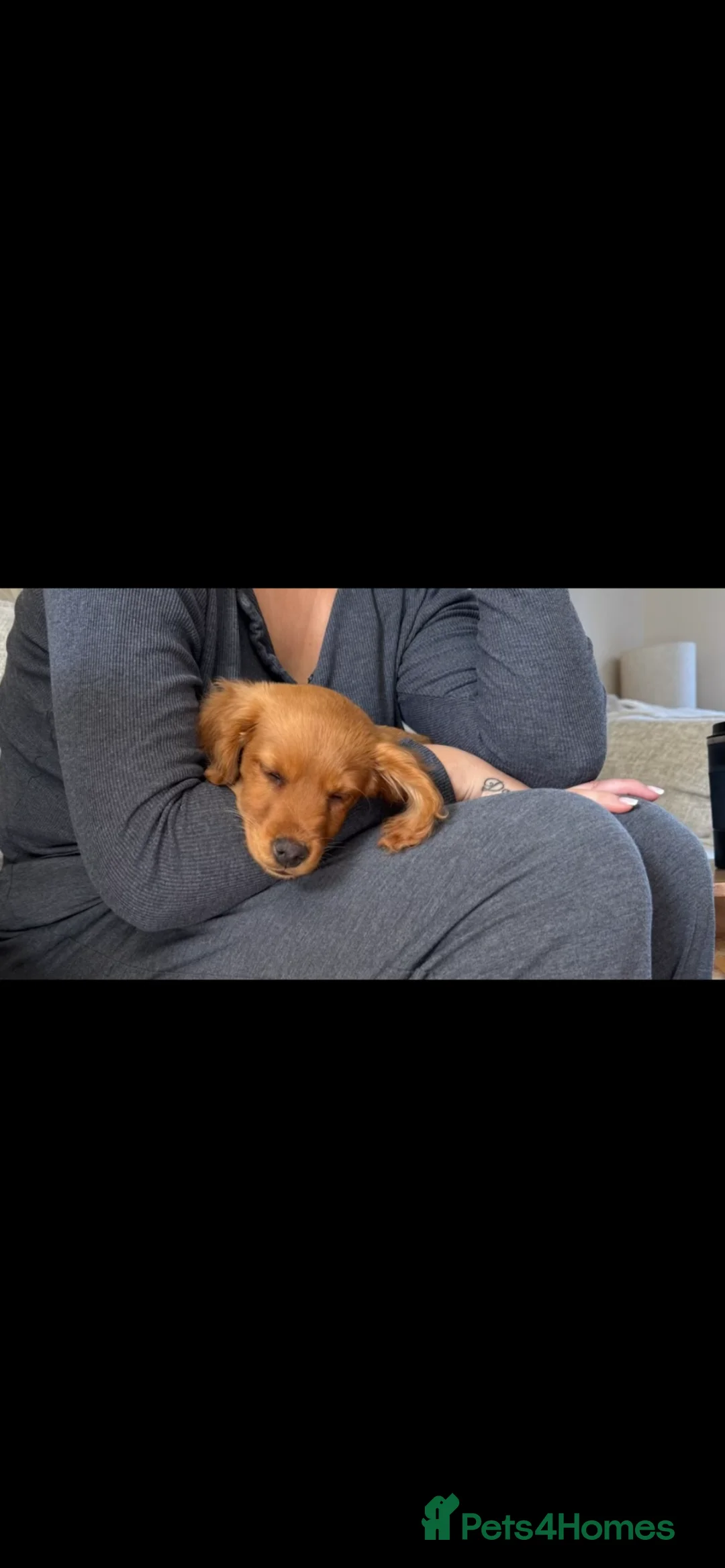 Cocker Spaniel dogs for sale: Cocker spaniel puppy  in Norwich - Advert 1