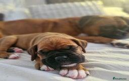 Boxer dogs for sale: Gorgeous Litter of 9 KC Registered Boxer Puppies - Image 19