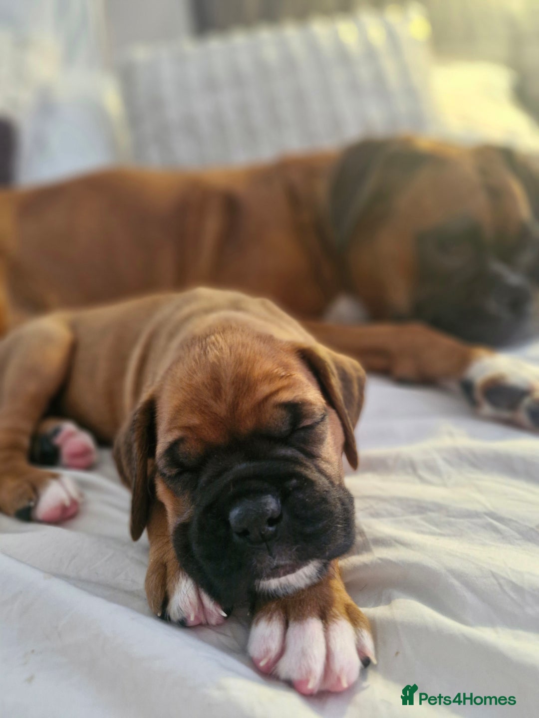 Boxer dogs for sale: Gorgeous Litter of 9 KC Registered Boxer Puppies - Image 19