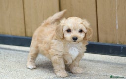 Cavapoochon dogs for sale: Beautiful Cavapoochon boy for sale - Image 10
