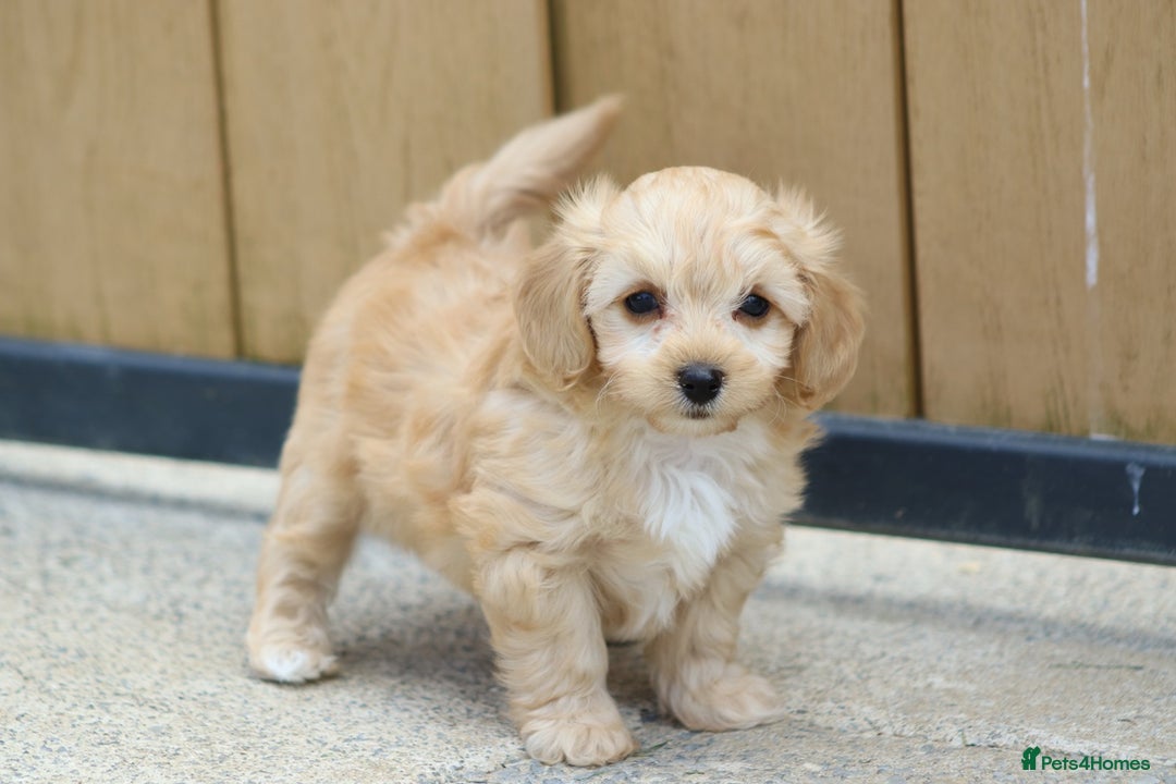 Cavapoochon dogs for sale: Beautiful Cavapoochon boy for sale - Image 10