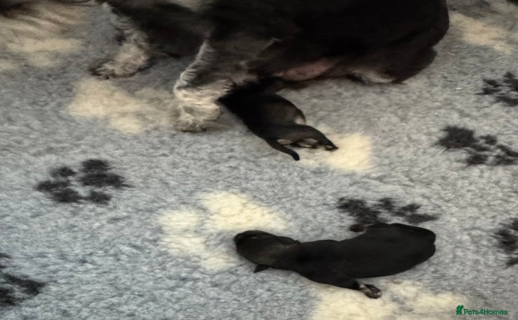 Miniature Schnauzer dogs - Advert 4