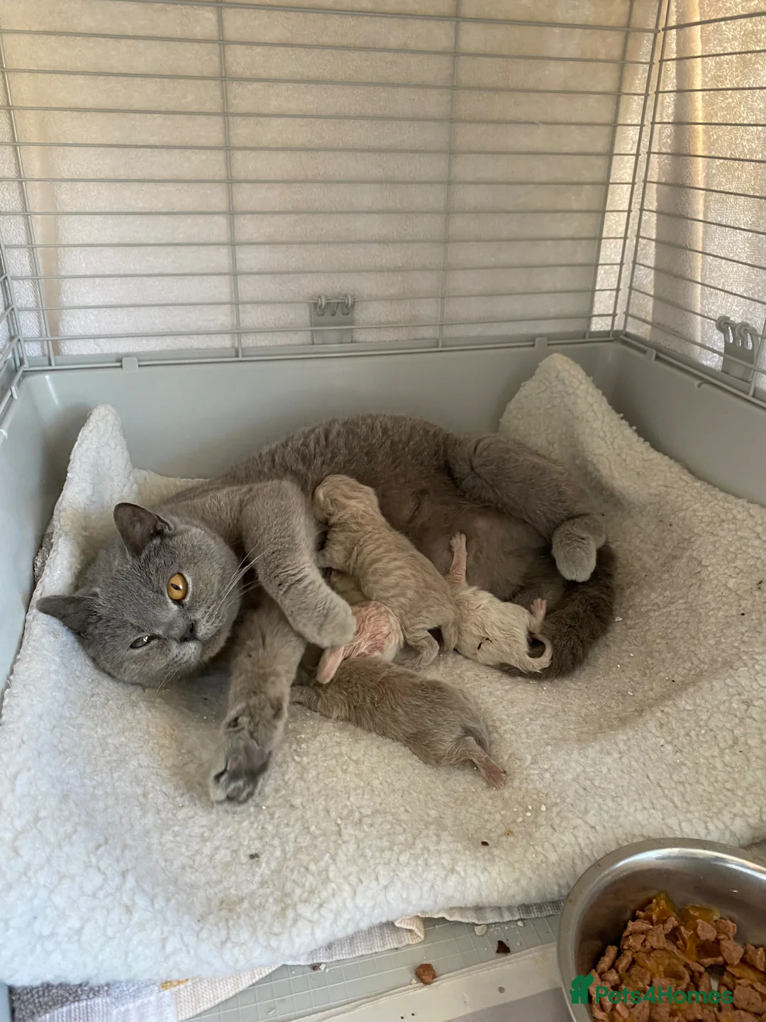 British Shorthair cats for stud: For Stud - Advert 2