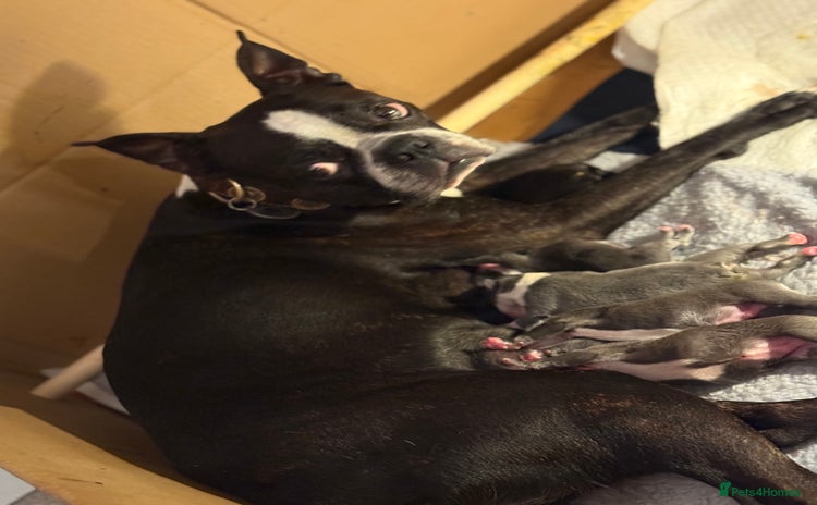 Boston Terrier dogs - Advert 1