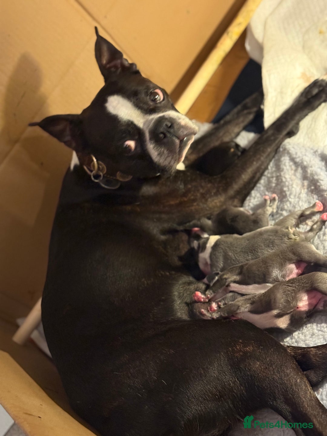 Boston Terrier dogs for sale: Exceptional Blue Boston Terrier Puppies 💙🐾 - Image 3