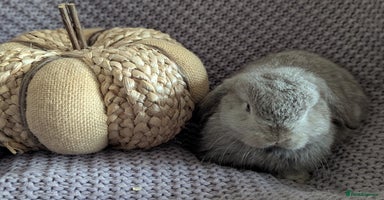 Mini Lop rabbits - Advert 6