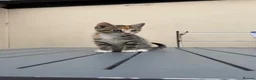 Mixed Breed cats for sale: Tame kittens for sale  in Newport - Advert 6