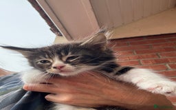 Mixed Breed cats for sale: Persian cross Ragdoll kittens real stunners - Image 13