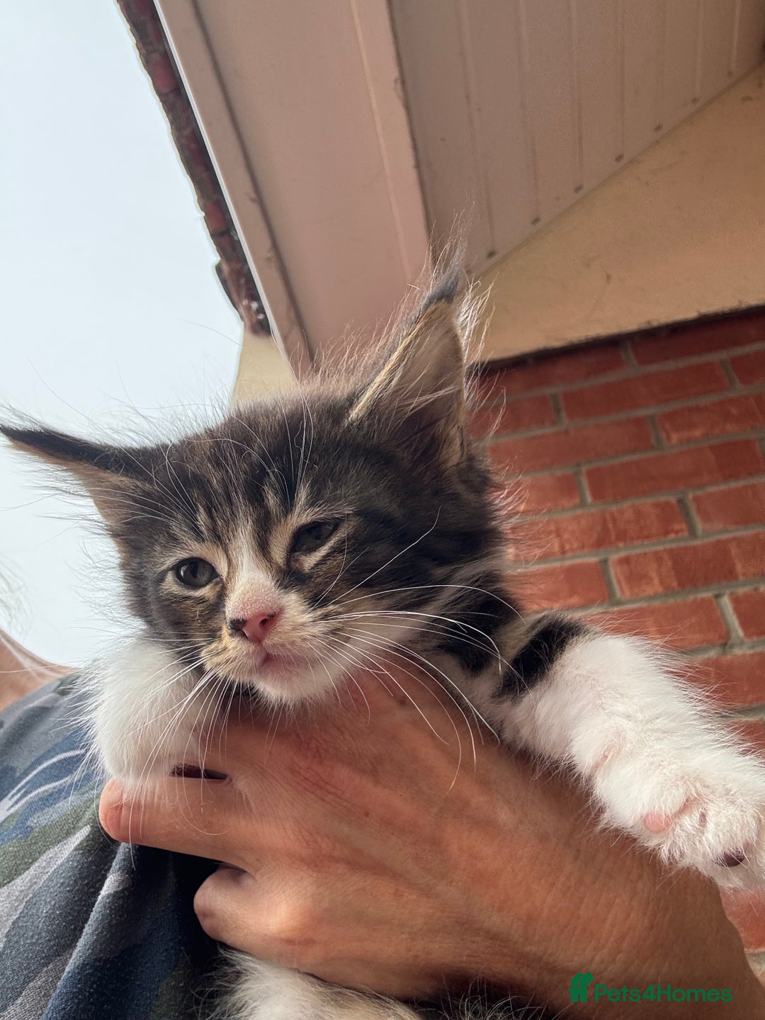 Mixed Breed cats for sale: Persian cross Ragdoll kittens real stunners - Image 13